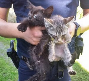 kotki w rekach policjanta