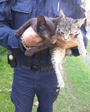 2 kotki w rękach policjanta