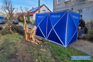 Policyjny namiot wypadkowy oraz ścięte drzewo w wyniku wypadku drogowego.