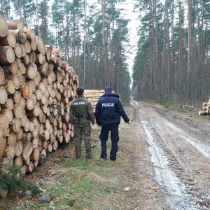 policjant i strażnik leśny stoją koło stosu drewna w lesie