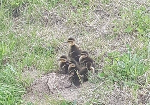 Małe kaczki w trawie