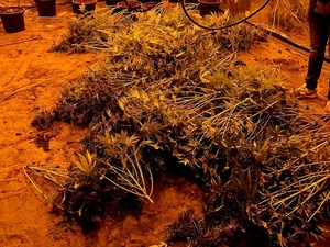 zabezpieczona plantacja marihuany