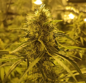 zabezpieczona plantacja marihuany