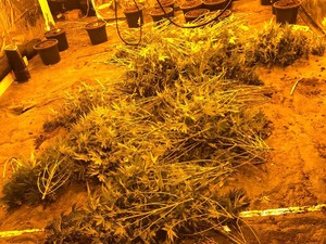 zabezpieczona plantacja marihuany