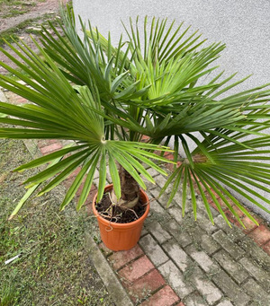 palma w doniczce