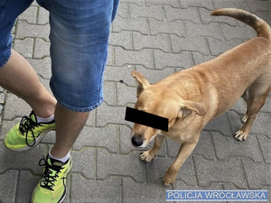 zdjęcia z monitoringu psa