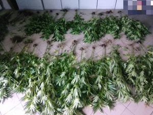 na zdjęciu widoczne na szarym podłożu kilkadziesiąt krzaków marihuany