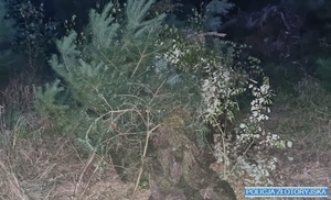 Zdjęcia przedstawiają skradzioną motorówkę ukrytą w lesie