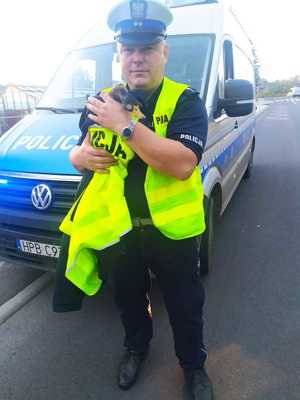 uratowana przez policjantów dzika kaczka