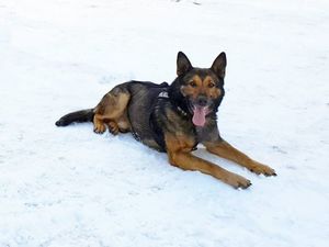 Na zdjęciu Jukon pies policyjny