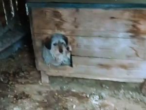 Pies z wystawioną głową z budy