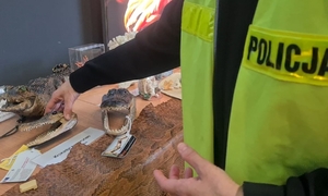 Na zdjęciu policjant podnosi eksponat - czaszkę krokodyla.
