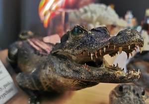 Na zdjęciu eksponat - krokodyl.