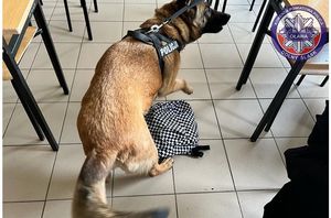 pies policyjny podczas zajęć w szkole