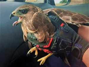 wewnątrz samochodu ptak drapieżny trzymany w rękach w rękawiczkach