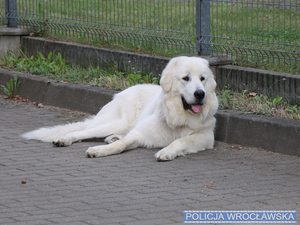 Biały pies leżący pod płotem