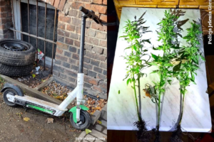 Kolaż dwóch zdjęć, hulajnoga i krzew marihuany