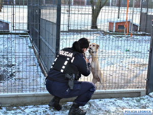 Policjantka kuca przy kojcu do psa w nim się znajdującego