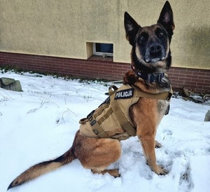 Pies policyjny siedzący na śniegu