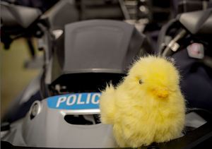 sztuczny kurczak na quadzie policyjnym
