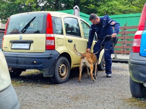 Pies policyjny obwąchuje samochód