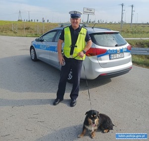 policjant trzymający psa na smyczy stojący koło radiowozu