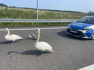 łabędzie i radiowóz