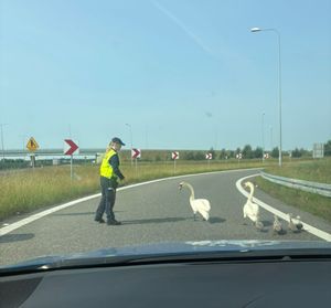 policjantka i łabędzie