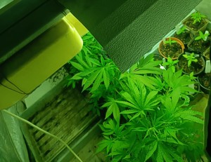Zabezpieczona plantacja konopi indyjskich
