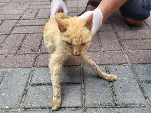 kobieta zabiera kota z ulicy