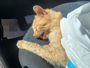 kot leżący na fotelu samochodowym