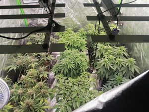 plantacja konopi indyjskiej w domu