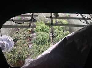 plantacja konopi indyjskiej