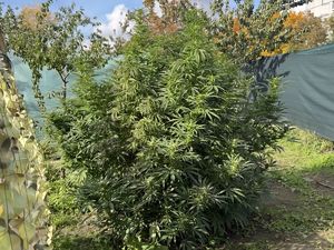 Areszt za uprawę i posiadanie znacznej ilości narkotyków