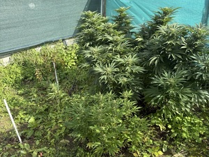 Areszt za uprawę i posiadanie znacznej ilości narkotyków