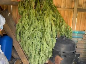 Areszt za uprawę i posiadanie znacznej ilości narkotyków