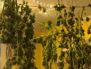 Areszt za uprawę i posiadanie znacznej ilości narkotyków