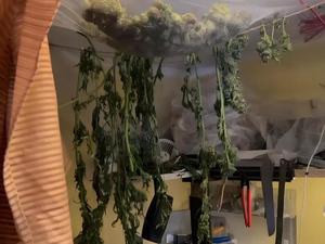 Areszt za uprawę i posiadanie znacznej ilości narkotyków