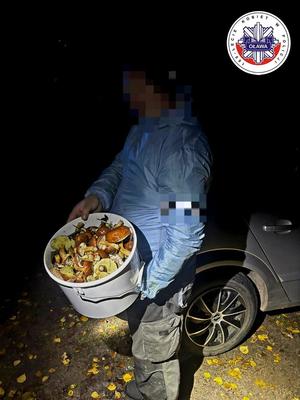 mężczyzna z wiadrem z grzybami