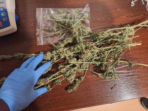 suszone gałązki konopi indyjskiej