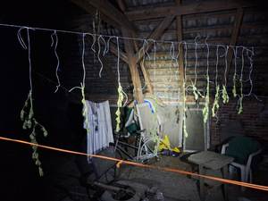 susz marihuany zwisający na sznurku na strychu