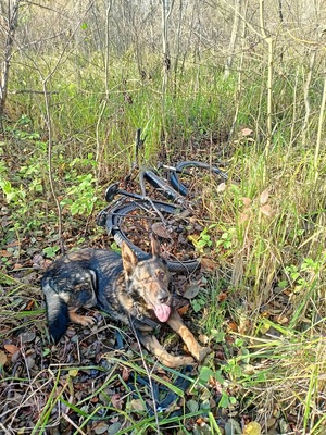 pies leżący przy rowerze w lesie