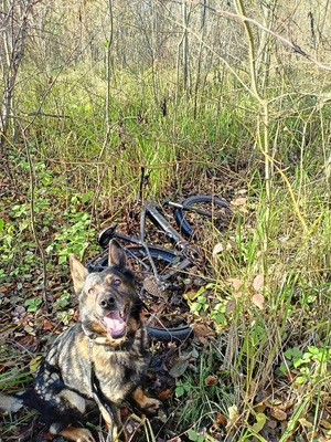 pies stojący przy rowerze w lesie