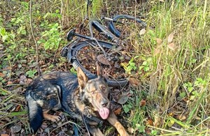 pies leżący przy rowerze w lesie