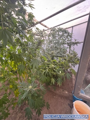 uprawa konopi na ogródkach działkowych