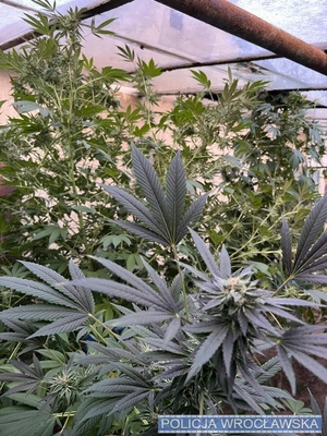 uprawa konopi na ogródkach działkowych