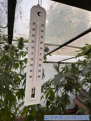 uprawa konopi na ogródkach działkowych