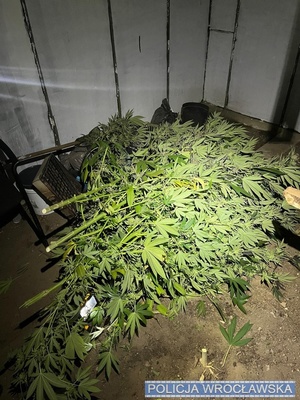 uprawa konopi na ogródkach działkowych