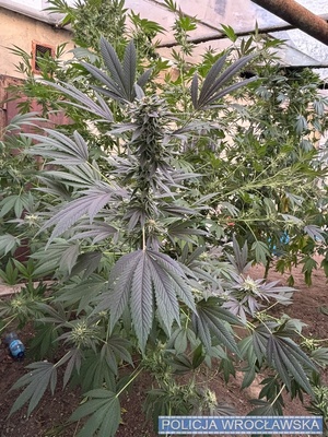 uprawa konopi na ogródkach działkowych