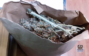 zabezpieczone narkotyki